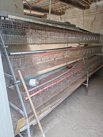 GABBIA CONIGLI