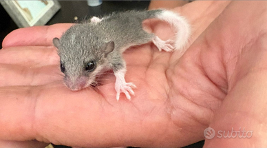 Cuccioli di Minighiro mosaico