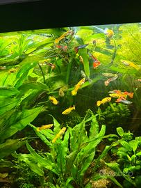 Guppy