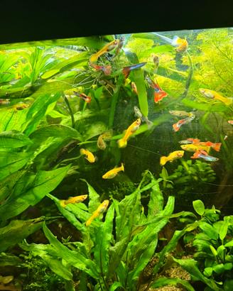 Guppy