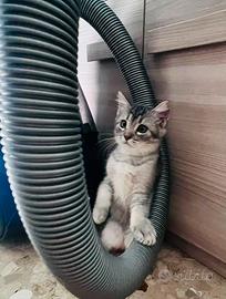 Gatti scottish fold e straiht