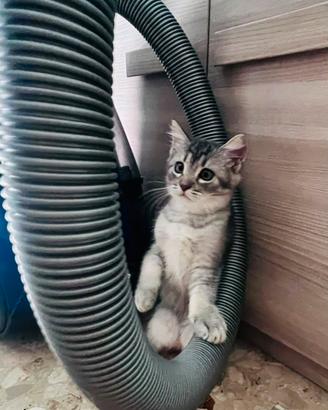 Gatti scottish fold e straiht