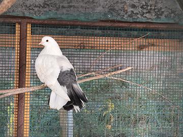 Pavoncelle bianche e nere