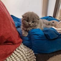 Cuccioli di gattini scottish straight e fold