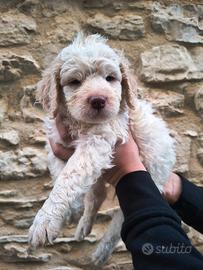 Cuccioli lagotto romagnolo