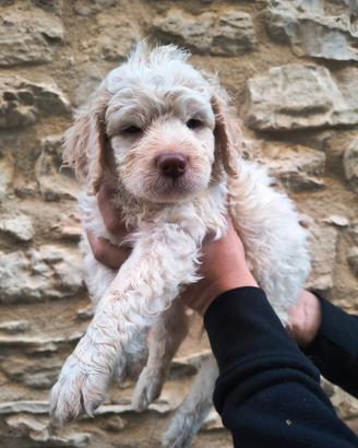 Cuccioli lagotto romagnolo