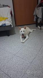 Incrocio Shiba-inu\Pastore marremmano