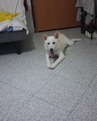 Incrocio Shiba-inu\Pastore marremmano