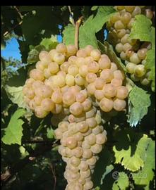 uva da vino