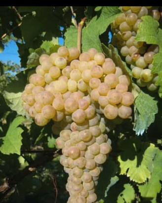 uva da vino