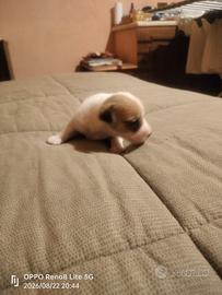 cuccioli jack russell