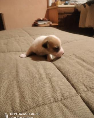 cuccioli jack russell