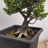 Bonsai di Bosso ( Buxus)