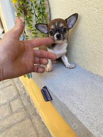 Cuccioli di chihuahua