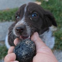 Cuccioli tartufo