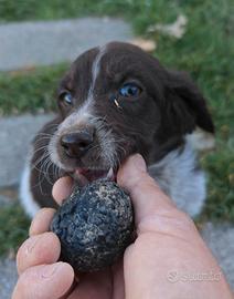 Cuccioli tartufo