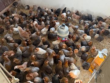 Araucana, marans, mandarine