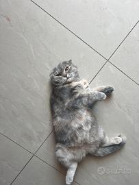 Scottish fold