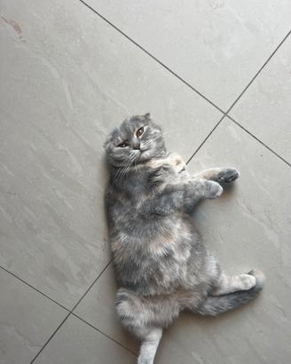 Scottish fold
