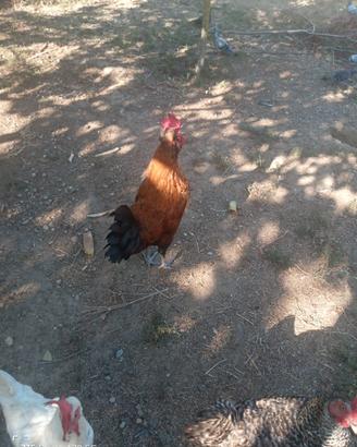 Gallo marans