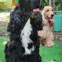 Cuccioli di cocker spaniel inglese