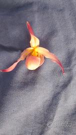 Phragmipedium Schroderae, orchidea terrestre . 