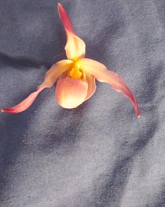 Phragmipedium Schroderae, orchidea terrestre . 