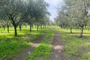 Terreno di 13500 m² a Terzigno
