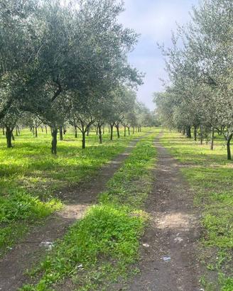 Terreno di 13500 m² a Terzigno