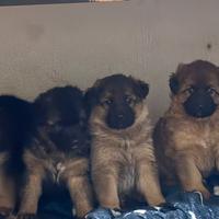 Pastori tedeschi di eccellenti linee di sangue