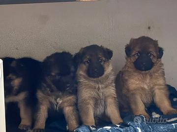 Pastori tedeschi di eccellenti linee di sangue