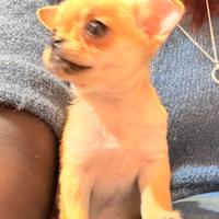 Cucciola di chihuahua