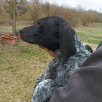 Cuccioli pointetr