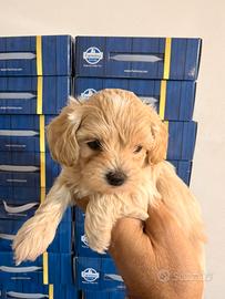 Maltipoo mini toy