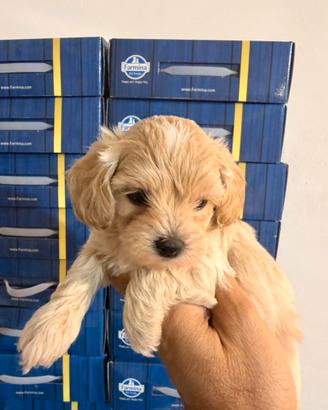 Maltipoo mini toy