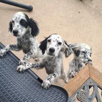 Cuccioli di setter inglese