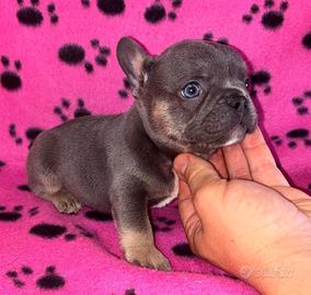 Cuccioli di bulldog francese