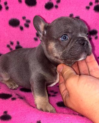 Cuccioli di bulldog francese