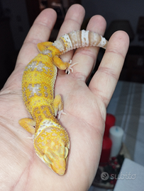 Geco leopardino rainwater