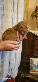 cuccioli di barboncino 