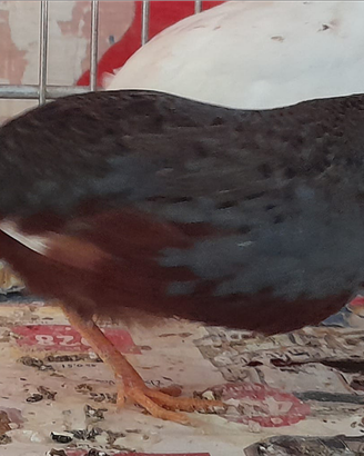 Quaglie cinesi