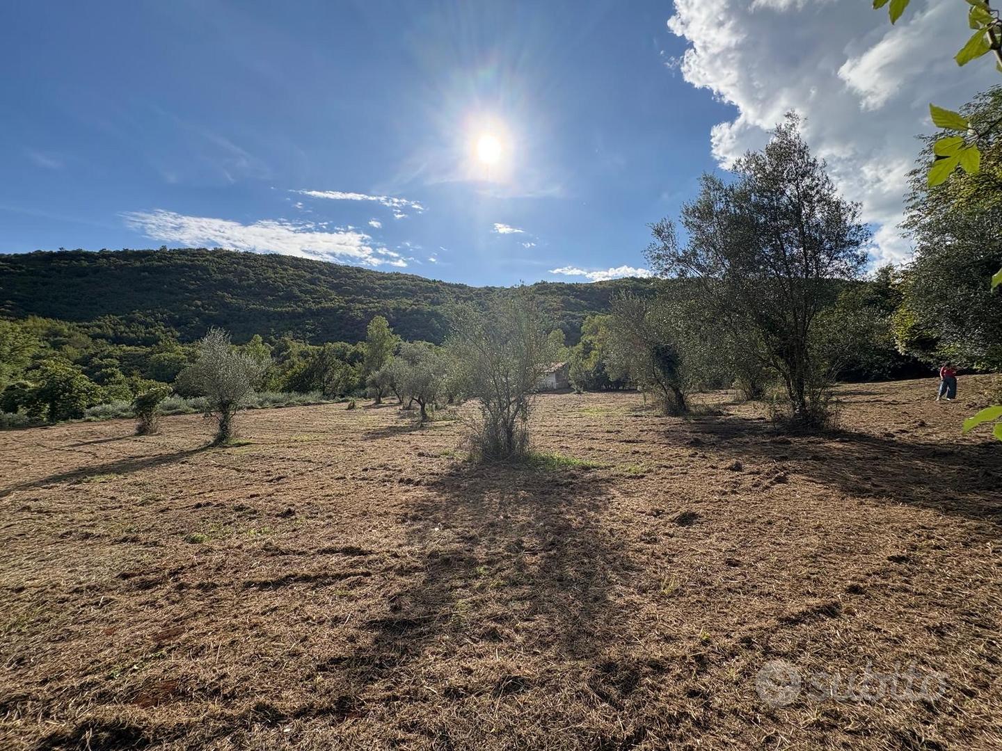 Vendita Terreno Agricolo con Oliveto - Altro