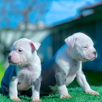 Amstaff blu pedigree ENCI campioni
