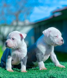Amstaff blu pedigree ENCI campioni