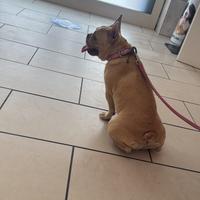 Coppia di bulldog francesi