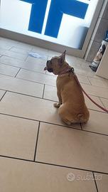 Coppia di bulldog francesi