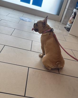 Coppia di bulldog francesi