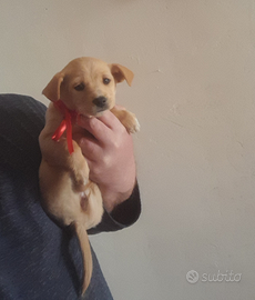 Cucciola taglia piccola