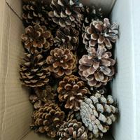 N. 50 Pigne Naturali