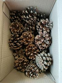 N. 50 Pigne Naturali